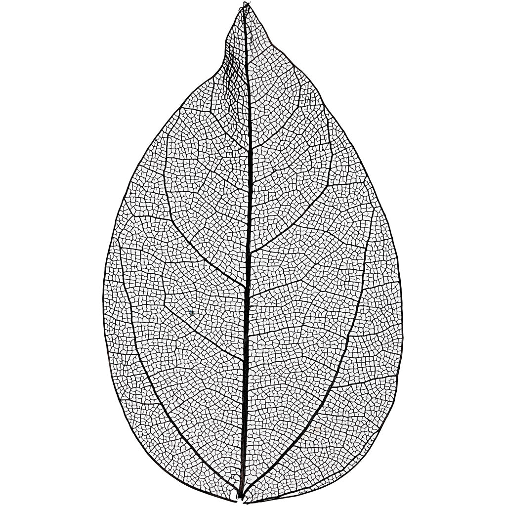 Skeleton Leaves, L: 6-8 cm, black, 20 pc