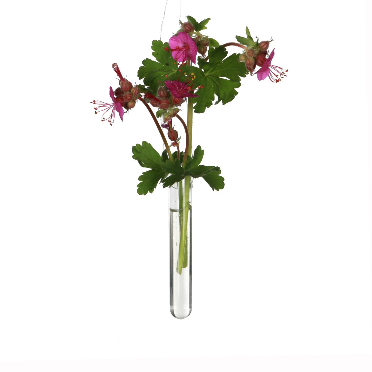Glass Test tube 1.5cm diameter 15cm high, with 2 holes (set of 12 pcs) [IFS-29112]
