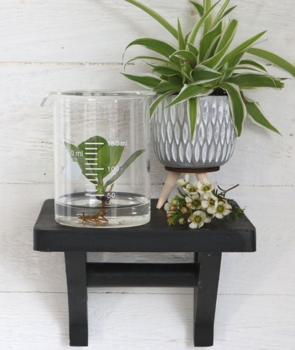 Laboratory Glass Cylinder Ø9cm and 11cm tall (1 pc) [IFS-29255]