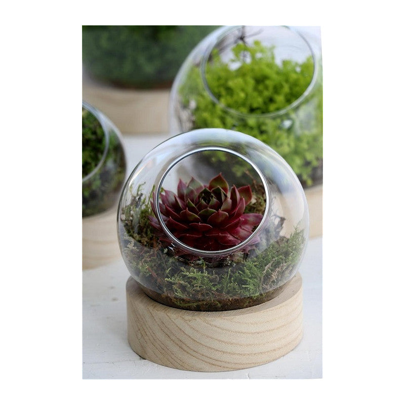 Glass Ball Vase w.Wood Base Ø13 h.14cm (1 pcs) [IFS-29412]