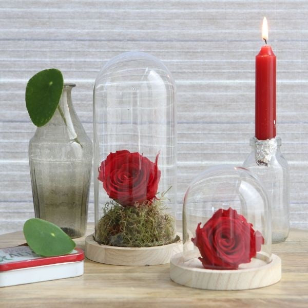 Glass Dome with Wooden Base Ø10cm and 10 cm tall (1 pc) [IFS-29421]
