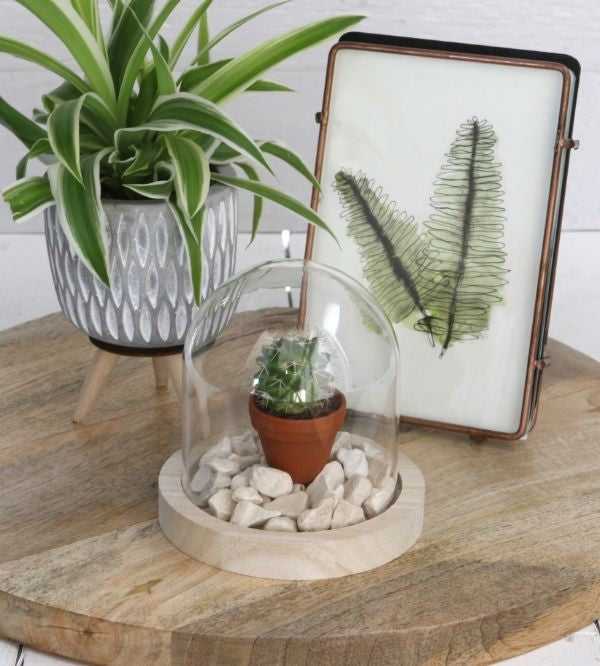 Glass Dome with Wooden Base Ø10cm and 10 cm tall (1 pc) [IFS-29421]