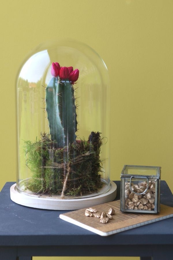 Glass Dome with Wooden Base Ø17cm and 25 cm tall (1 pc) [IFS-29425]