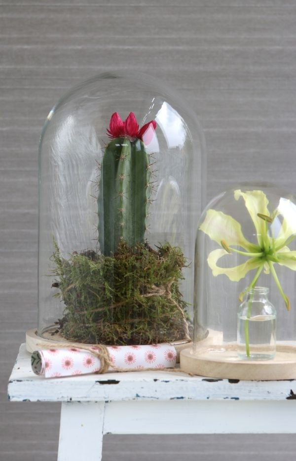 Glass Dome with Wooden Base Ø17cm and 25 cm tall (1 pc) [IFS-29425]