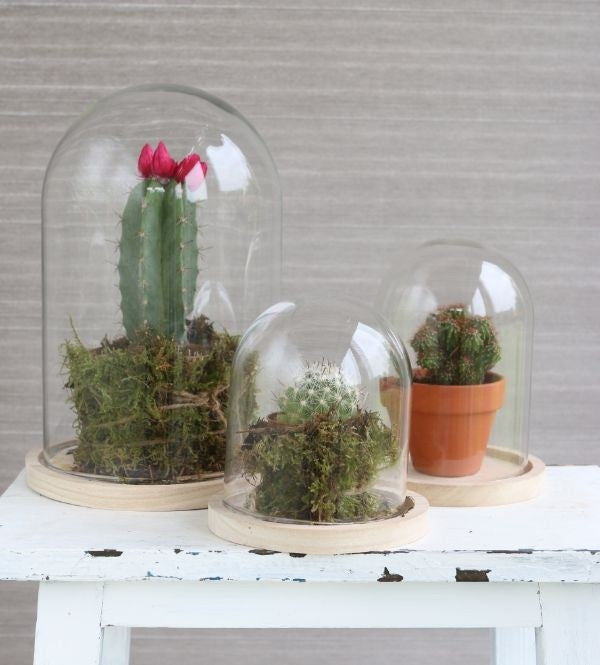 Glass Dome with Wooden Base Ø17cm and 25 cm tall (1 pc) [IFS-29425]