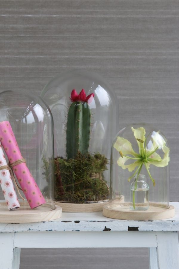 Glass Dome with Wooden Base Ø14cm and 21 cm tall (1 pc) [IFS-29424]