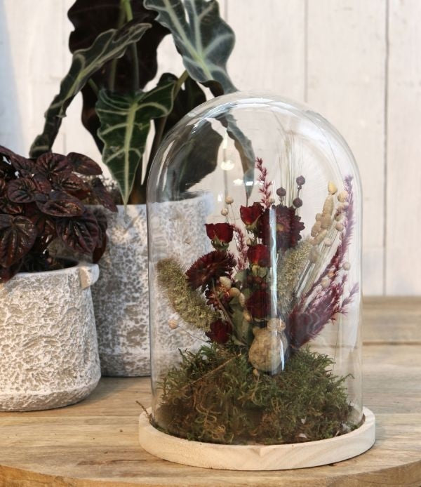 Glass Dome with Wooden Base Ø17cm and 25 cm tall (1 pc) [IFS-29425]