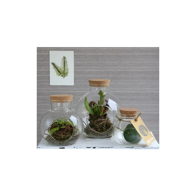 Glass Sphere with Cork Ø14 h.15 cm (1 pcs) [IFS-29438]
