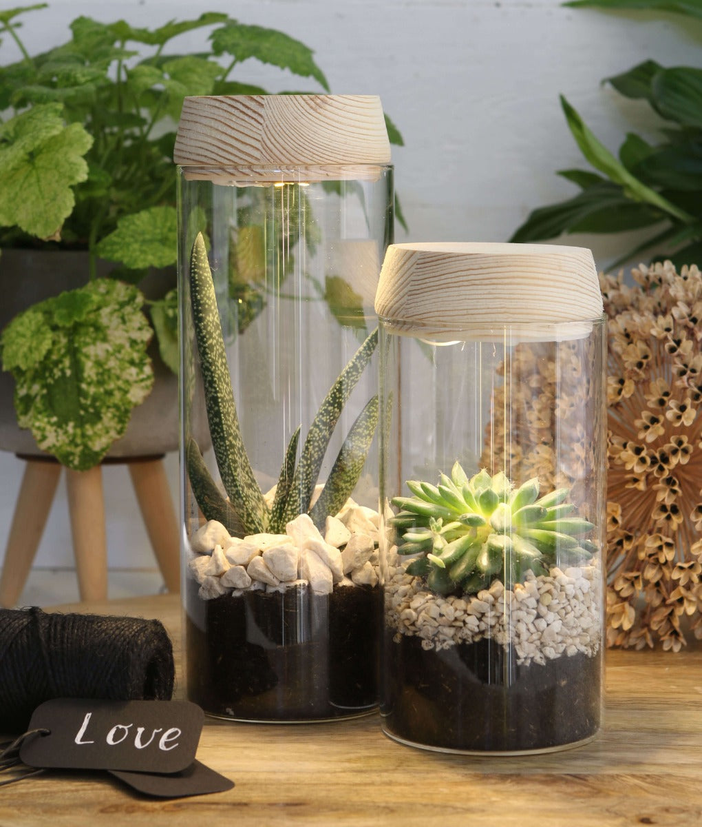 Glass cylinder with LED in wooden lid 23cm high (1 pcs.) [IFS-30181]