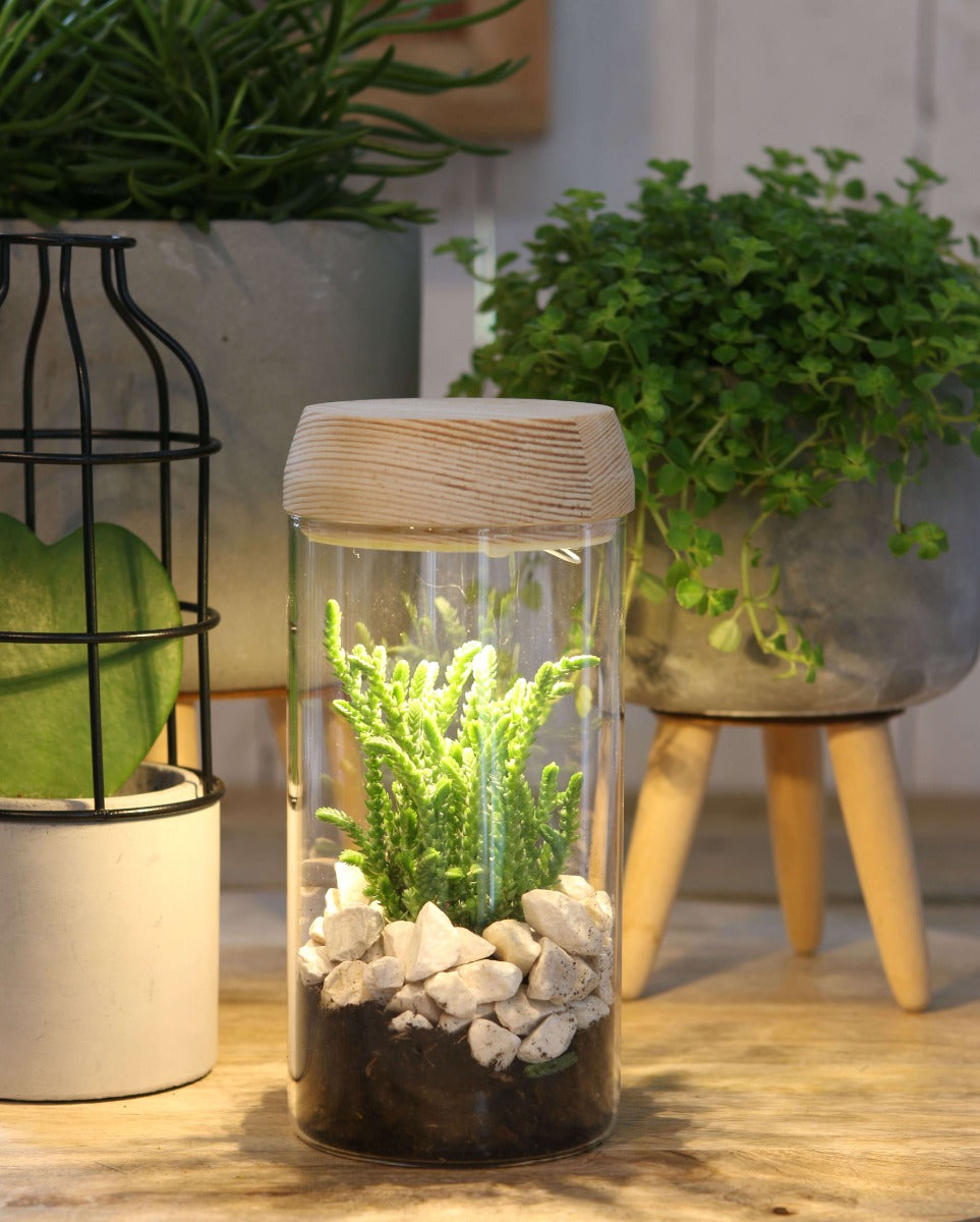Glass cylinder with LED in wooden lid 18cm high (1 pcs.) [IFS-30180]