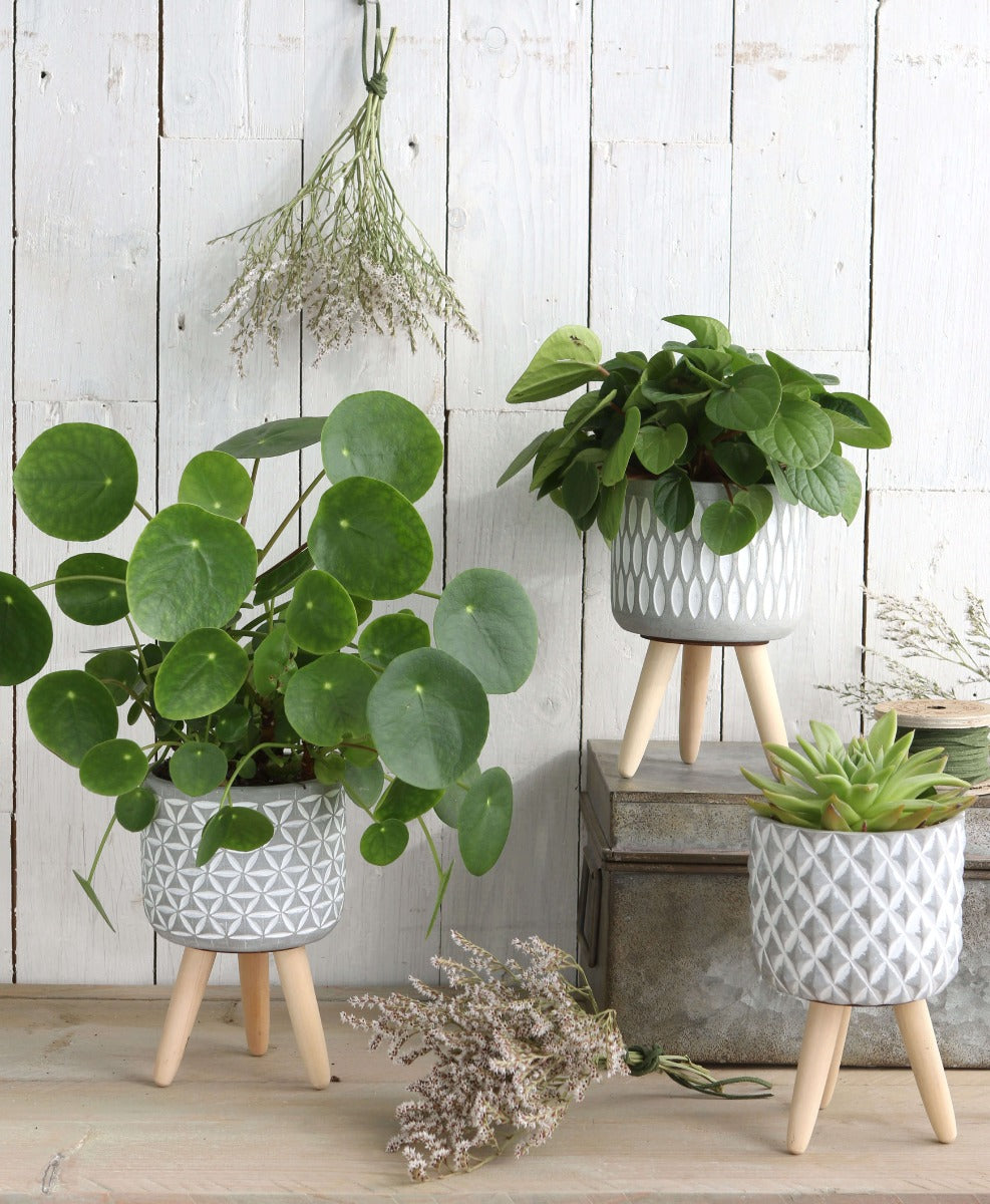 Plant pot Cement with wooden legs 18cm high (6 pcs.) [IFS-33014]