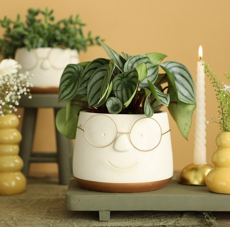 Pot with glasses Gold Ø13,5 h: 10,5 cm (6 Pcs) [IFS-33098]