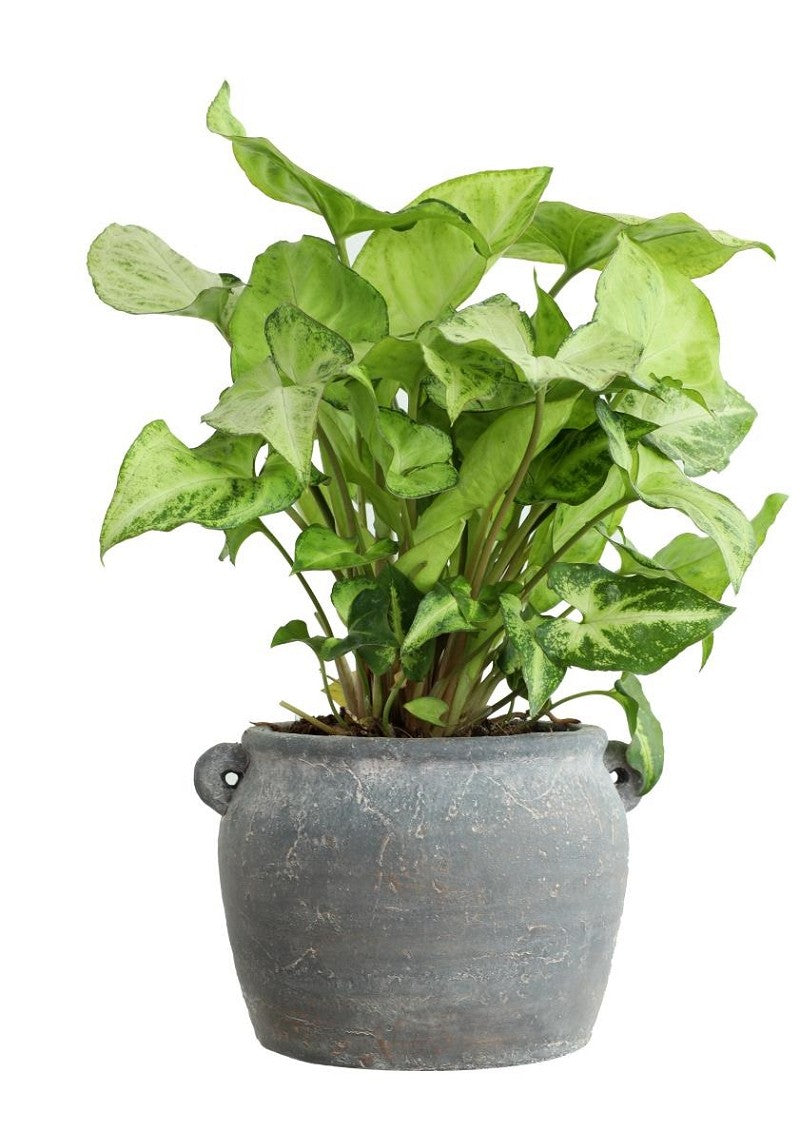 Amphora pot 10x8,2x6,5 cm (6 Pcs) [IFS-33242]