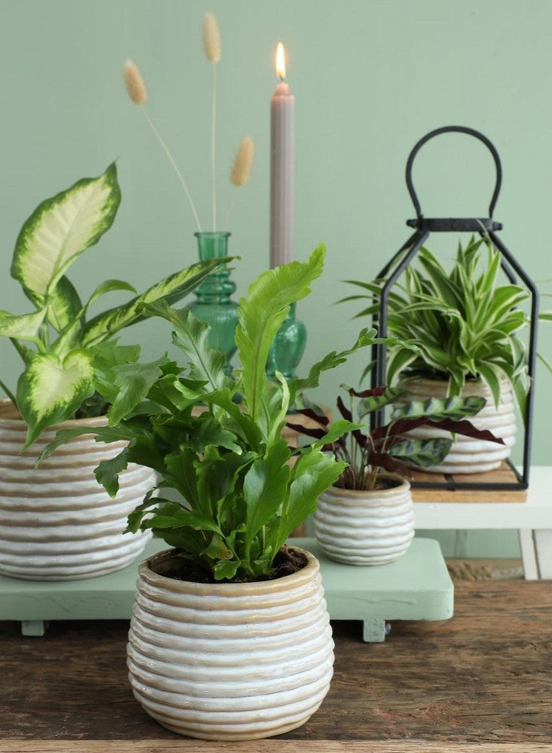 Pot Rise creme Ø8,5 x h: 11,5 cm (9 Pcs) [IFS-33963]