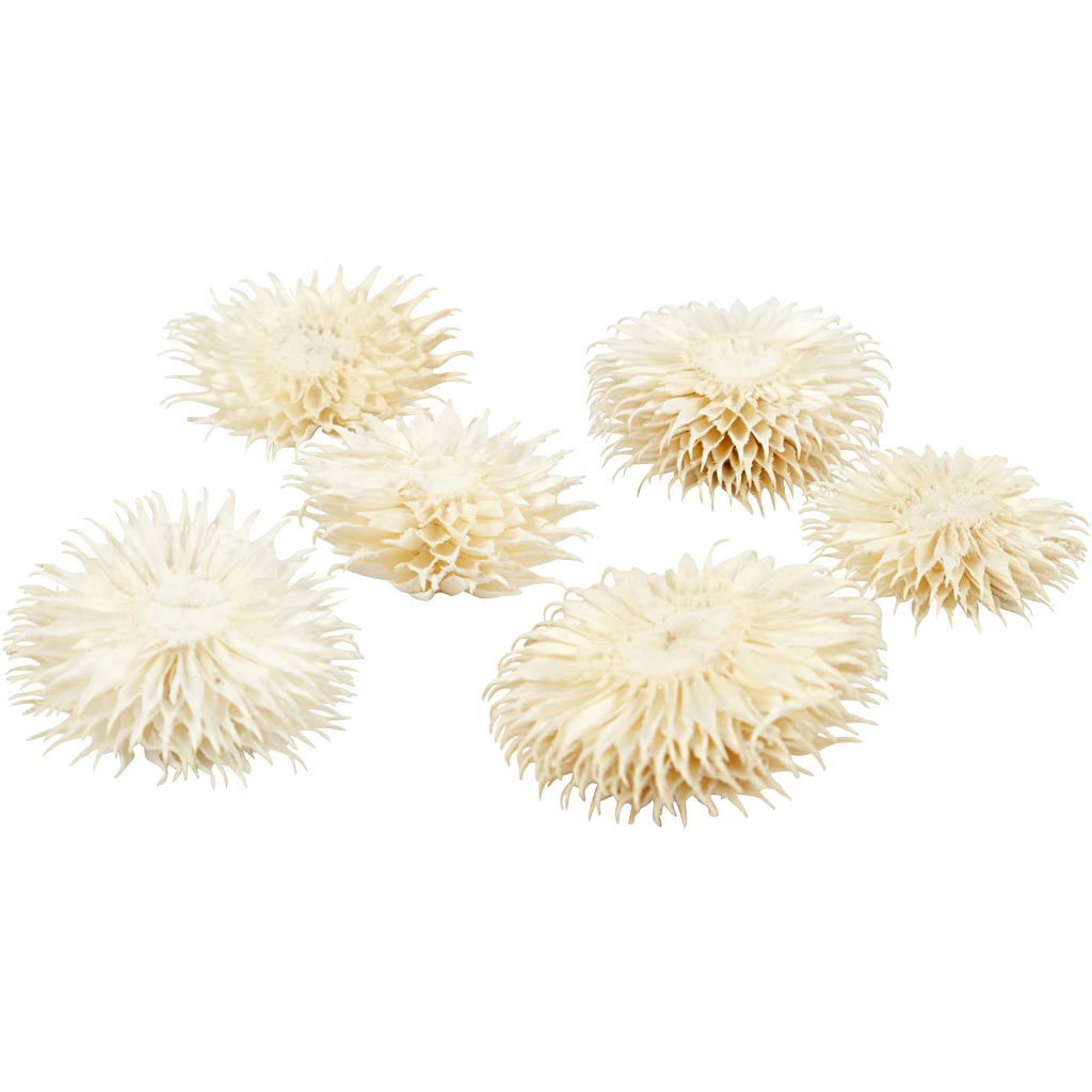 Dried Flower Heads, dia. 3-5 cm, 6 pc/ 1 pack [HOB-50204]