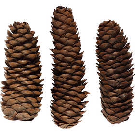 Abies Cone, dia. 40 mm, ca. 14 pc, 300 g/ 1 pack [HOB-50236]