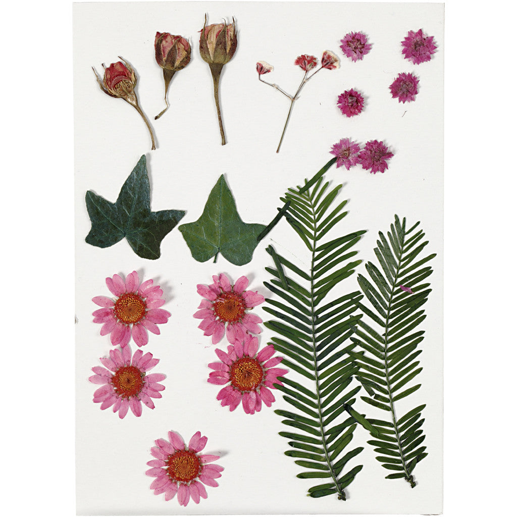 Pressed Flowers and Leaves, ca. 19 pc, light red, 1 pack [HOB-504471]