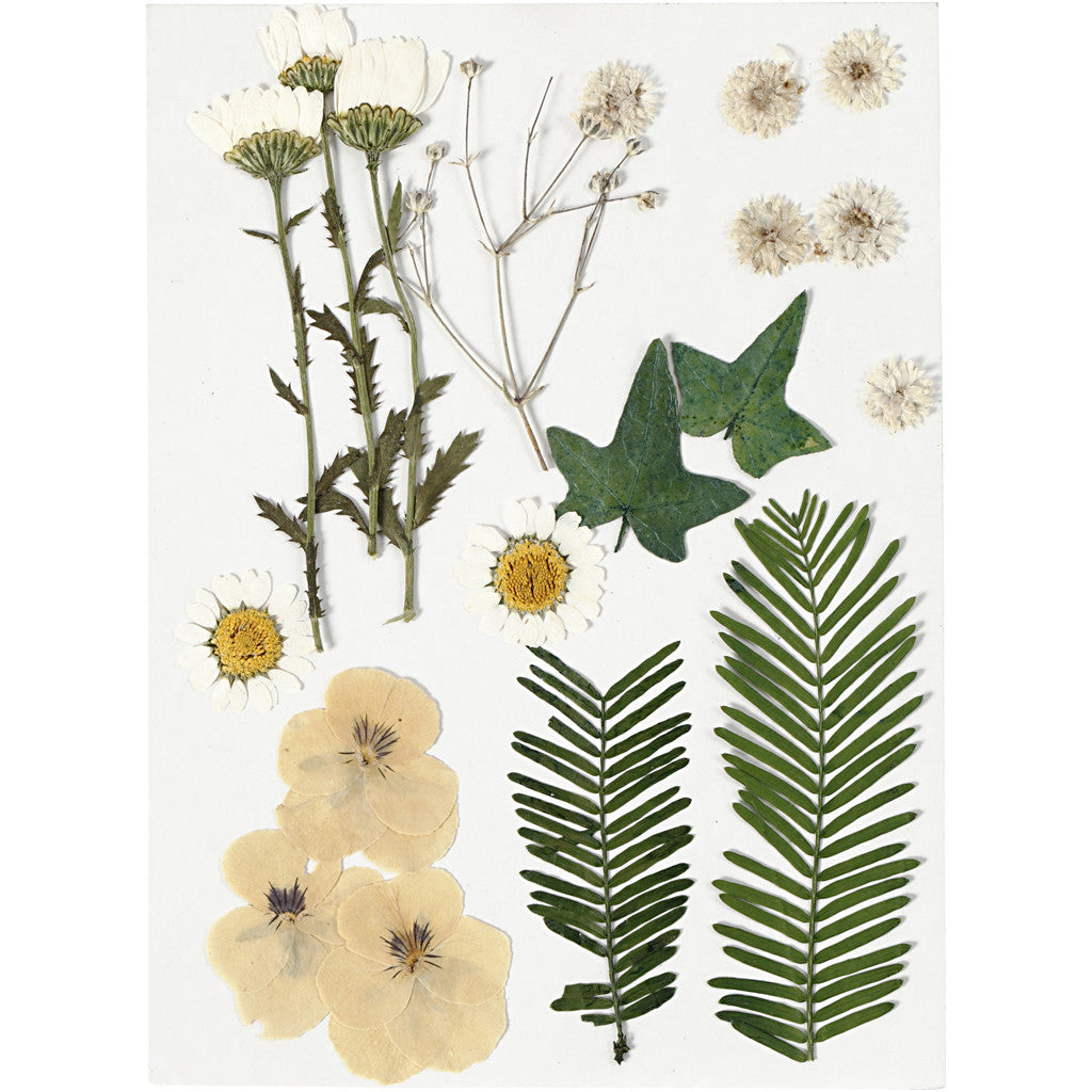Pressed Flowers and Leaves, ca. 19 pc, off-white, 1 pack [HOB-504473]