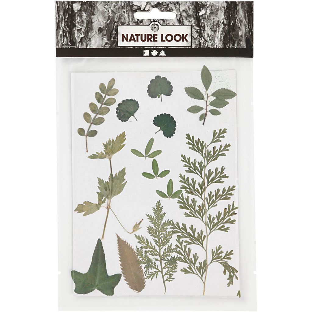 Pressed Flowers and leaves, green, 1pack/ 1 pack [HOB-504476]