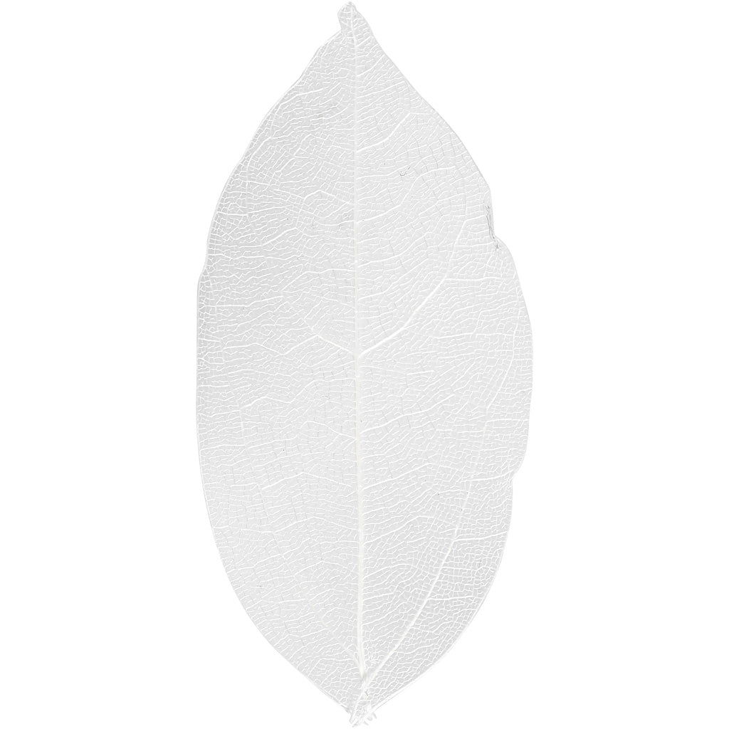 Skeleton Leaves, L: 6-8 cm, white, 20 pc/ 1 pack [HOB-504491]
