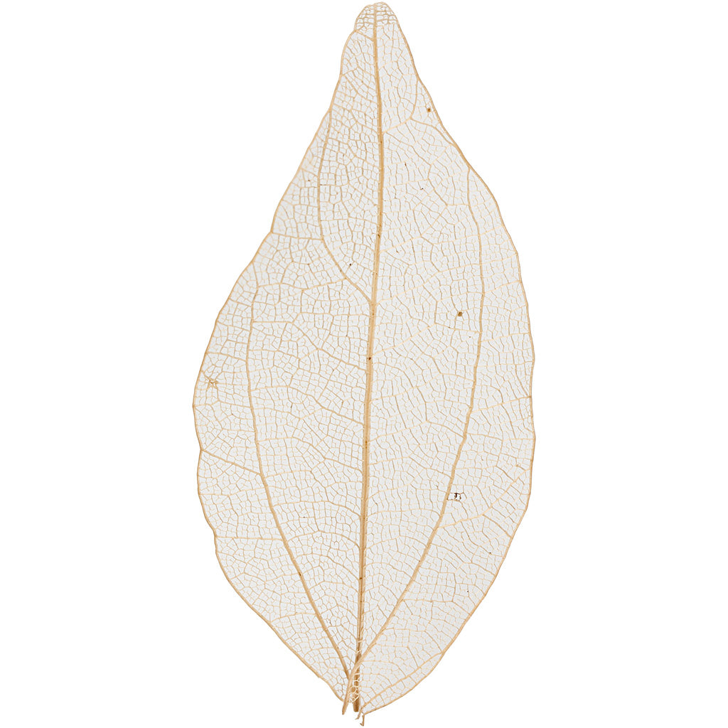 Skeleton Leaves, L: 4,5-8 cm, natural, 20 pc/ 1 pack [HOB-504493]