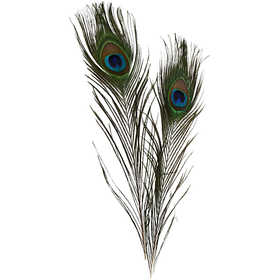 Peacock feathers, L: 25-30 cm, 10 pc/ 1 pack [HOB-51810]