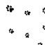 Printed Bags Paws 8.9x5.1x19.1cm with side gusset (100 pieces) [G3PAW]