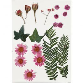 Pressed Flowers and leaves, light red, 1 pack [HOB-504471]