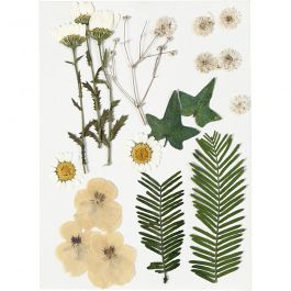 Pressed Flowers and leaves, off-white, 1 pack [HOB-504473]