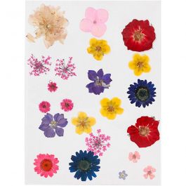 Pressed Flowers and leaves, assorted colours, 1 pack [HOB-504475]