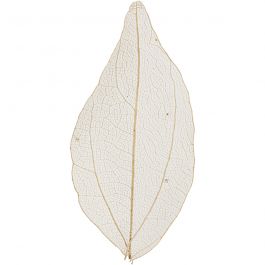 Skeleton leaves, natural, L: 6-8 cm, 20 pc/ 1 pack [HOB-504493]