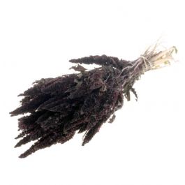 Amaranthus deep brown (1 Bundle) [RU-15991120]